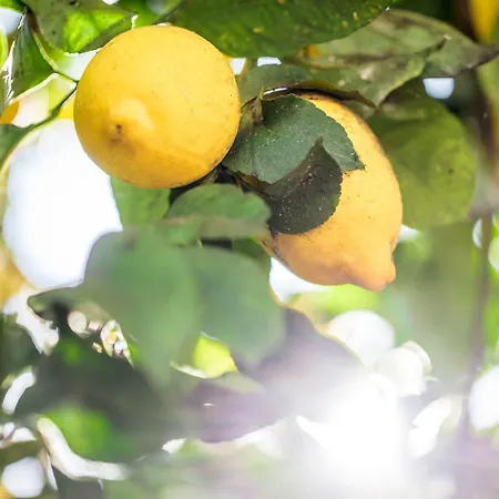 Lemon Tree Stay-3